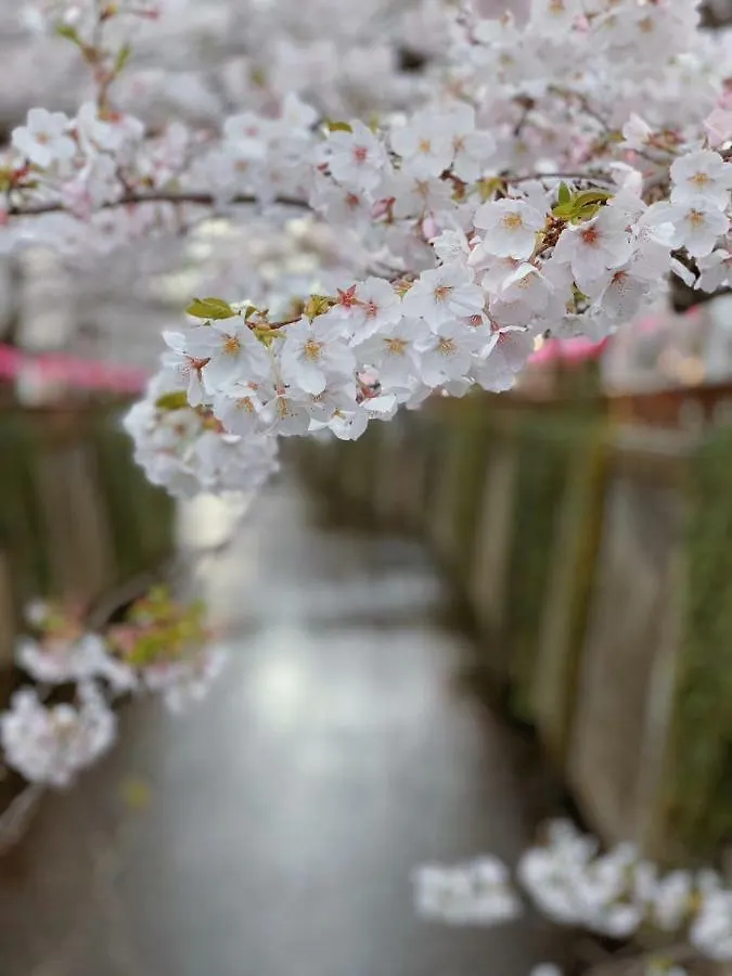 Appartamento Sakura House Tokyo