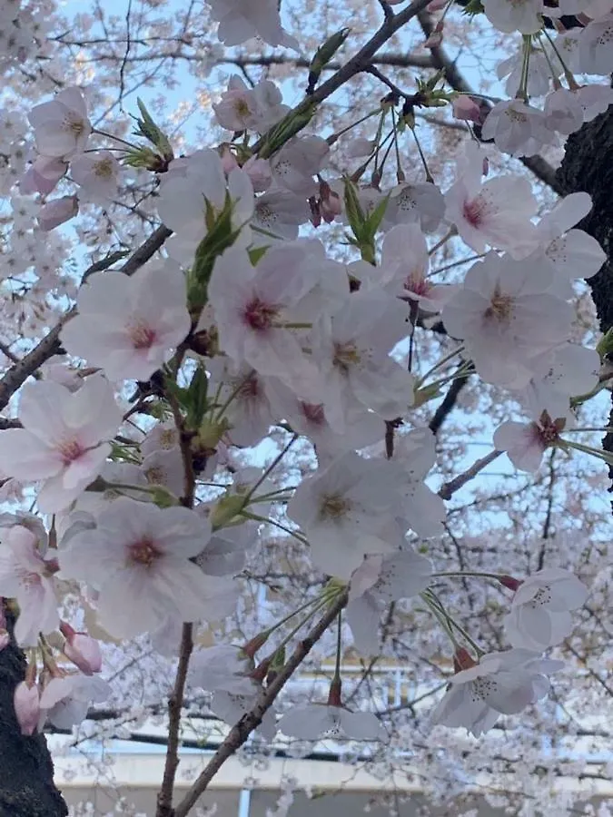 Apartmán sakura house Prefektura Tokio